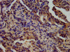 SPINK6 Antibody PACO57220