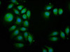 PIK3AP1 Antibody PACO57232