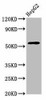Wdr37 Antibody PACO57304