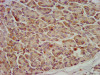 OCC1 Antibody PACO57392