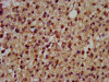 DSCAM Antibody PACO57736