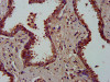 MFAP4 Antibody PACO57856