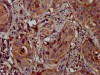 MFAP4 Antibody PACO57856