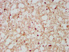 NCDN Antibody PACO57880
