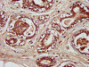 ENTR1 Antibody PACO57956