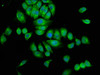 SRGAP3 Antibody PACO57992