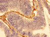 WDFY3 Antibody PACO58260