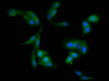 WDFY3 Antibody PACO58260