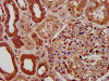 PIGV Antibody PACO58492