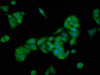 PTTG2 Antibody PACO58540