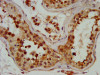 DMRT3 Antibody PACO58580