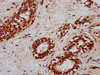 CSN3 Antibody PACO58721