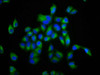 FOLR2 Antibody PACO58761