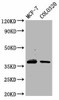 PGLYRP3 Antibody PACO58841