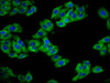 REM1 Antibody PACO58865