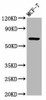 RYK Antibody PACO58881