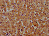 SAA2 Antibody PACO58885