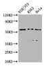 TTC26 Antibody PACO58961