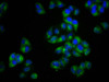 MCTP2 Antibody PACO59137