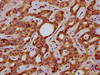 SLC15A4 Antibody PACO59297