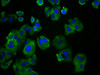 SLC19A3 Antibody PACO59377