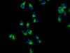 AMN Antibody PACO59445