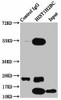 HIST1H2BC Ab-108 Antibody PACO59652