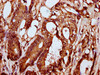 HIST1H2BC Ab-108 Antibody PACO59652