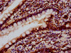 HIST1H2BC Ab-85 Antibody PACO59655