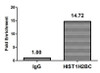 HIST1H2BC Ab-108 Antibody PACO59656