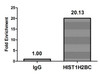 Mono-methyl-HIST1H2BC K20 Antibody PACO59662