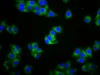 IGHA2 Antibody PACO59752