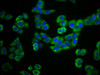PLEKHG5 Antibody PACO59844