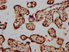 STH Antibody PACO59896