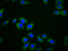 MPEG1 Antibody PACO60052