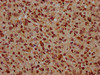 BSX Antibody PACO60056