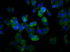 MPZL3 Antibody PACO60120
