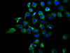 DPY19L2 Antibody PACO60164