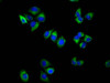 TSPAN18 Antibody PACO60304