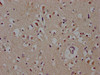 DACT1 Antibody PACO60360