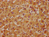 APMAP Antibody PACO60400