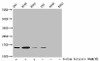 Acetyl-HIST1H2BC K11 Antibody PACO60474