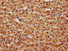 HIST1H2BC Ab-15 Antibody PACO60499