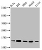 HIST1H2BC Ab-16 Antibody PACO60504