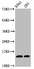 HIST1H2BC Ab-116 Antibody PACO60509