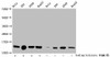 Acetyl-HIST1H2BC K24 Antibody PACO60549