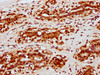 HIST1H2BC Ab-120 Antibody PACO60634