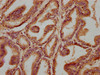 TMEM87B Antibody PACO60849