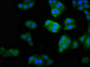 MOCS2 Antibody PACO60945