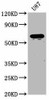 NPRL3 Antibody PACO60965